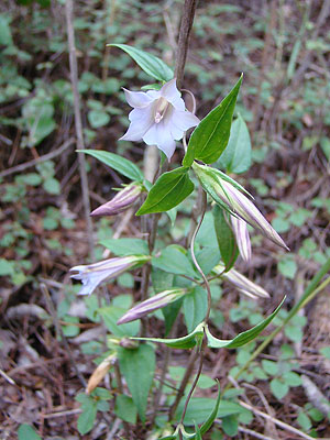 chE Tripterospermum japonicum 