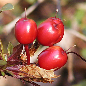 chẺʎ͔