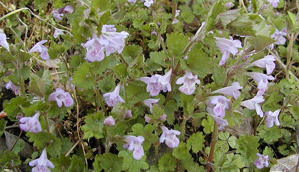 JLhIV@Glechoma hederacea var. grandis