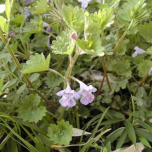 JLhIV@Glechoma hederacea var. grandis