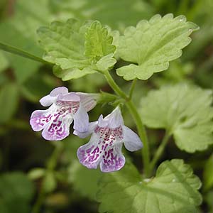 JLhIV@Glechoma hederacea var. grandis