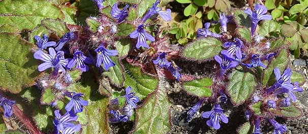 L\E@Ajuga decumbens