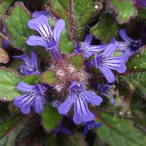 L\E@Ajuga decumbens