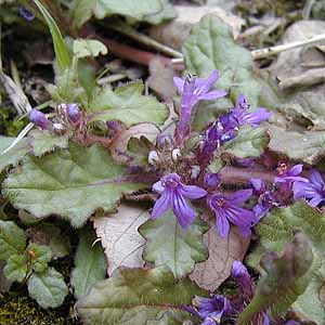 L\E@Ajuga decumbens