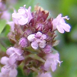 Thymus polytrichus@̉