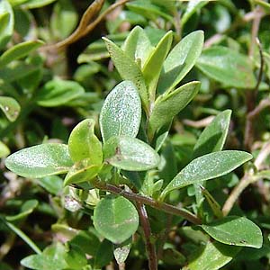 Thymus polytrichus