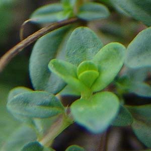 Thymus polytrichus