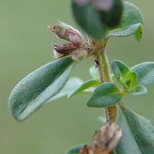 Thymus polytrichus