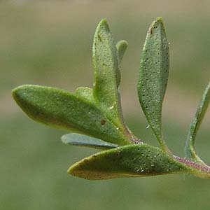 Thymus polytrichus