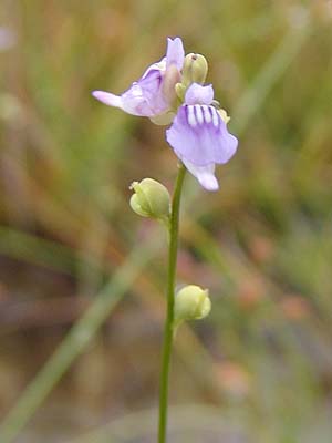 zULm~~JLOT@Utricularia caerulea