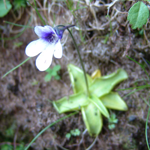 VgX~ Pinguicula vulgaris var. macroceras