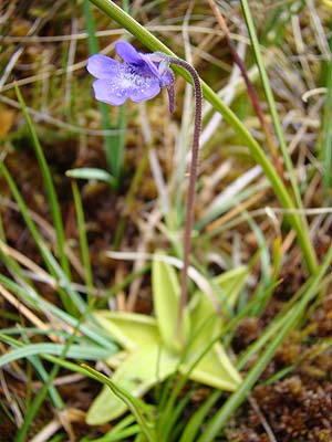 sMCLEuKX@Pinguicula vulgaris