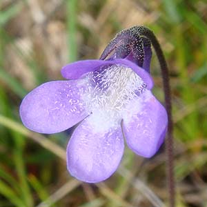 sMCLEuKX@Pinguicula vulgaris