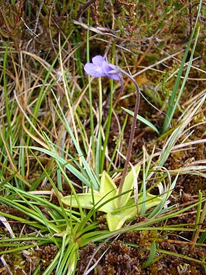 sMCLEuKX@Pinguicula vulgaris