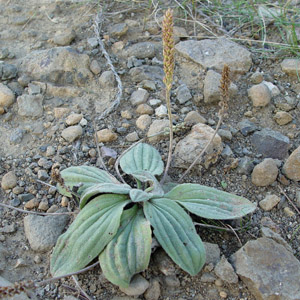 G]IIoR : Plantago camtschatica