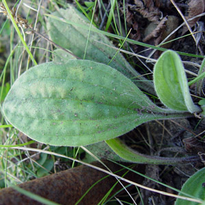 G]IIoR : Plantago camtschatica