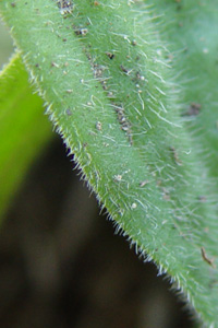 G]IIoR : Plantago camtschatica