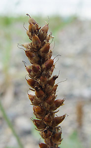 G]IIoR : Plantago camtschatica