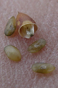G]IIoR : Plantago camtschatica