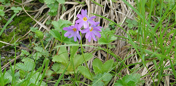 nNTRUN@Primula cuneifolia var. hakusanensis