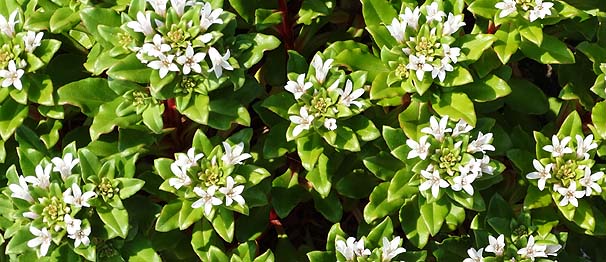 n}{bX Lysimachia mauritiana 