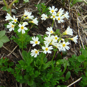 qiUN_Primula nipponica