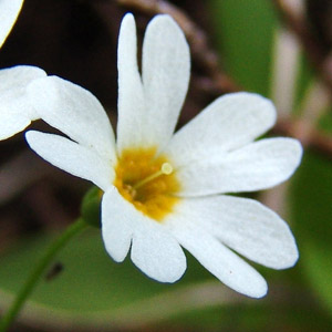 qiUN_Primula nipponica