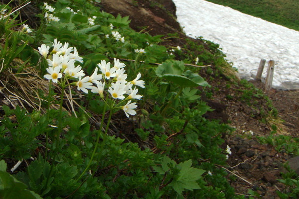 qiUN_Primula nipponica