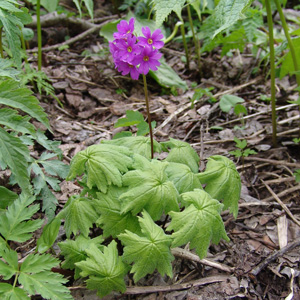 IITN\E Primula jesoana