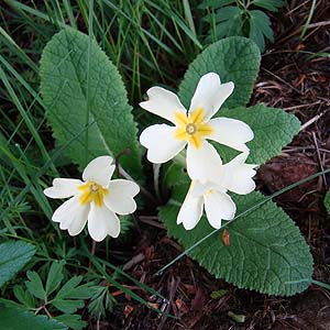 Primula vulgaris