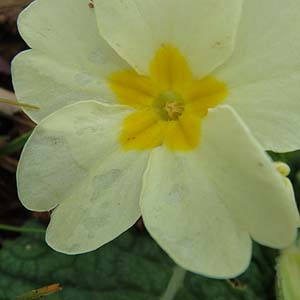 Primrose