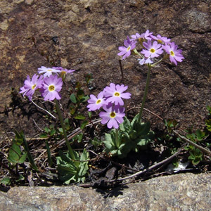 L\E Primula modesta