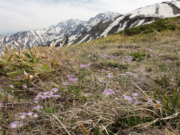 L\E Primula modesta