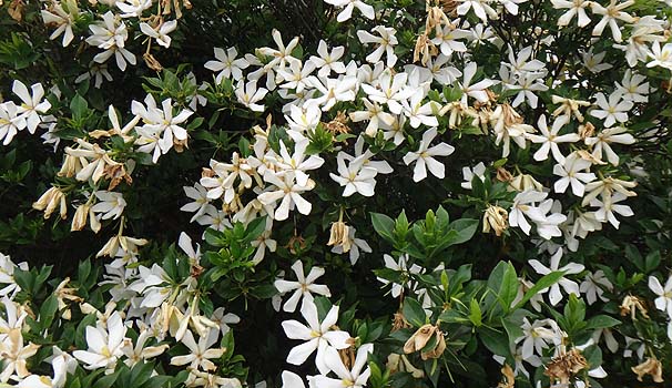 N`iV@Gardenia jasminoides