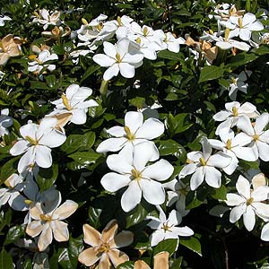 N`iV@Gardenia jasminoides