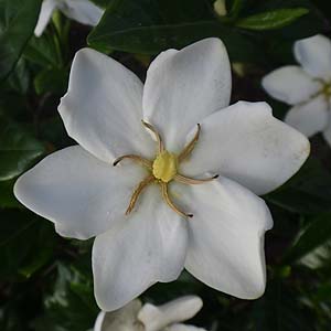 N`iV@Gardenia jasminoides