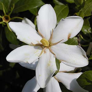 N`iV@Gardenia jasminoides