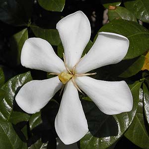 N`iV@Gardenia jasminoides