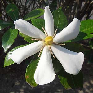 N`iV@Gardenia jasminoides