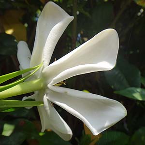 N`iV@Gardenia jasminoides