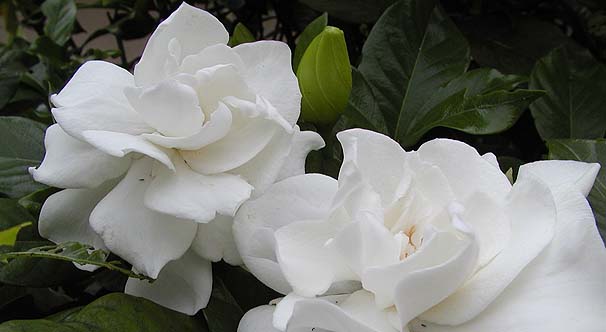 IIGN`iV@Gardenia jasminoides cv. fortuneana 