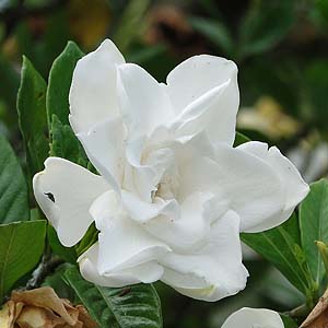 IIGN`iV@Gardenia jasminoides cv. fortuneana 