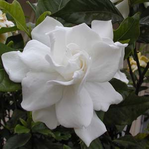 IIGN`iV@Gardenia jasminoides cv. fortuneana 