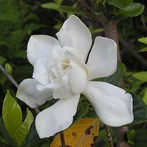 IIGN`iV@Gardenia jasminoides cv. fortuneana 