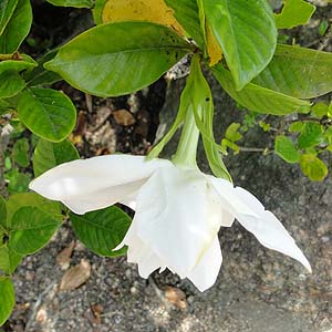 IIGN`iV@Gardenia jasminoides cv. fortuneana 