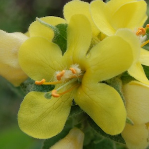 r[hEYCJ@Verbascum thapsus