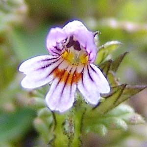 Euphrasia alpina