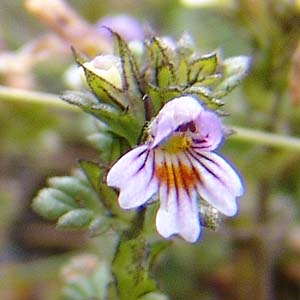 Euphrasia alpina@̉