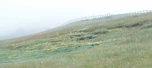 `xbgPedicularis longiflora