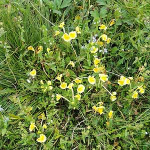 `xbgPedicularis longiflora